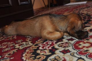 Jamnik d�ugow�osy